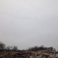 tdc_duckfever